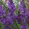 Linaria Purpurea